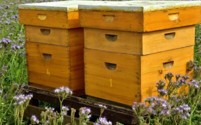 Beehive Protection: Beehive intruders