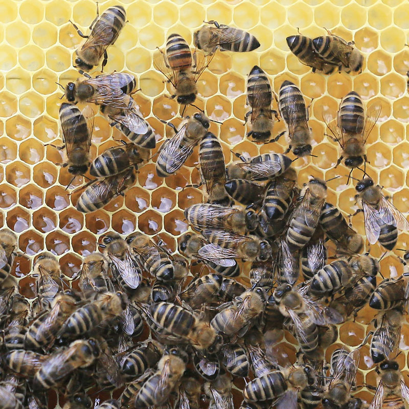 Savannah Honey  The Beekeepers Partner