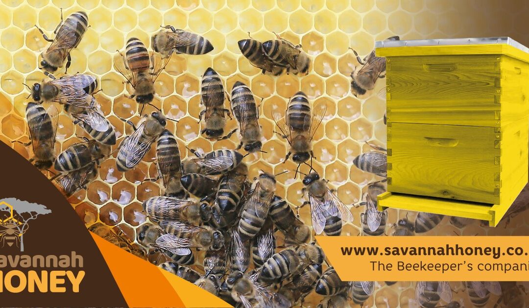 List Of Best Beekeeping Equipment Dealers In Kenya 2024