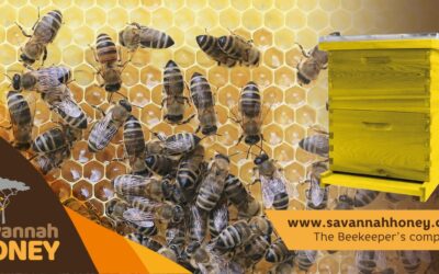 List Of Best Beekeeping Equipment Dealers In Kenya 2024
