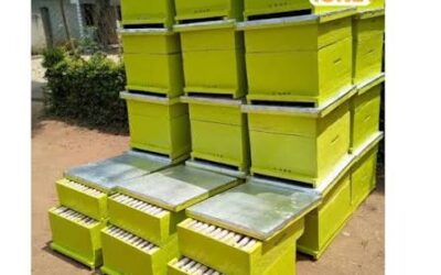 SAVANNAH HONEY BRINGS CAPITAL SUPPORT & BEEKEEPING TRAINING TO BUNGOMA COUNTY